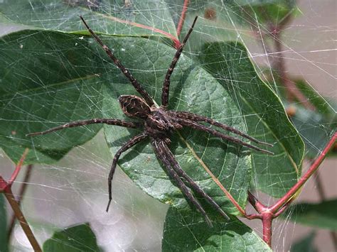 Fishing Spiders Pest Guide .